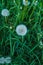 Faded dandelions in the thick grass in early spring