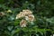 Faded dry rose flowers on a bush branch