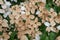 Faded flowers of the Japanese dogwood or Cornus kousa.