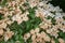 Faded flowers of the Japanese dogwood or Cornus kousa.