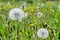 Faded fluffy dandelion florets milk-witch gowan on a background of a blossoming meadow.