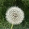 faded fluffy white round dandelion