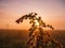 Faded goldenrod inflorescences in the rays of the setting sun.