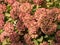 Faded Hydrangea Flowers in Autumn, changing color in the autumn