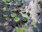 Faded lotus pond