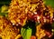 Faded orange-brown hydrangea with blurred hydrangeas as background