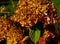 Faded orange-brown hydrangea with blurred hydrangeas as background