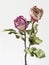 Faded pink roses, isolated