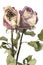 Faded pink roses, isolated