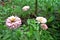 faded pink zinnia flowers in the garden.