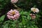 Faded pink zinnia flowers in the garden.