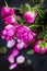 Faded purple roses flowers on wooden background