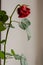 Faded red rose flower on gray background. Old rose flower with leaves isolated. Sad love background. Death and sadness concept.