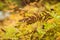 Faded Sorbaria sorbifolia in the autumn garden. Selective focus. Shallow depth of field