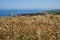 Faded thistle stems among the yellow grass on the high seashore. Sesimbra, Portugal