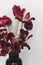 Faded tulips. Withered red flowers bouquet on white background. Floral composition