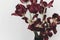 Faded tulips. Withered red flowers bouquet on white background. Floral composition, wallpaper