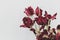 Faded tulips. Withered red flowers bouquet on white background. Floral composition, wallpaper