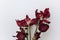 Faded tulips. Withered red flowers bouquet on white background. Floral composition, wallpaper