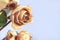 Faded and Withered White Roses on Light Background. Copy Space