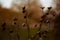 Fading autumn flowers in the field: dry branches and flowers, beautiful vintage autumn background