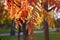 Fading autumnal colorful rowan tree branches.