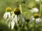 Fading beauty, white coneflowers in an autumn garden