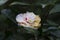 fading camellia flower on a bush after a cold snap. The flower died due to frosts in the spring. The concept of death