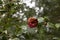 fading camellia flower on a bush after a cold snap. The flower died due to frosts in the spring. The concept of death