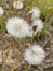 Fading dandelions in the field,vertical, selective focus