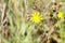 Fading dry dandelion flower Leontodon with last yellow blossoms in autumn - Viersen, Germany