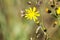 Fading dry dandelion flower Leontodon with last yellow blossoms in autumn - Viersen, Germany