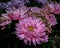 Fading flowers of pink garden Aster a