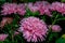 fading flowers of pink garden Aster a