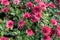 Fading flowers of red Chrysanthemums