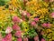 Fading large flowers on hydrangea bushes and yellowed leaves in autumn days