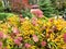 Fading large flowers on hydrangea bushes and yellowed leaves in autumn days