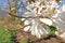 Fading Large White Irises