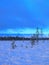 Fading light of early winters day. Snowy marsh, beautiful blue sky.