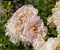 Fading lush bunch white pink rose blossoms on natural blurred green background