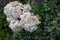 Fading lush bunch white pink rose blossoms on natural blurred green background