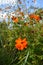 Fading orange cosmos Cosmos sulphureus with buds and seeds against a blue sky. Vertical photography