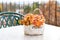 Fading orange houseplant in ceramic pot on table on outdoor cafe terrace