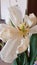 Fading tulip flower with yellow center and white wrinkled petals closeup. Spring blossom with yellow pistil and stamens.