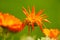 Fading wilted orange colored pot marigold flower blossom in front of a green background in late summer