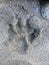 Fading Wolf paw print in sand of Canoe River, British Columbia, Canada.