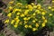 Fading yellow flowers of Coreopsis verticillata