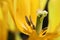 The fading yellow tulip a close up horizontally. Pestle and stamens macro shooting of a flower of a tulip.