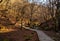 Faedo de Cinera Beech forest and river, wooden footbridge hiking trail Leon Spain