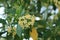 Fagraea fragrans or Tembusu flowers on tree